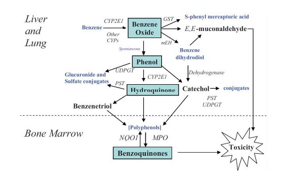 Figure 6. Metabolism of benzene to toxic metabolites