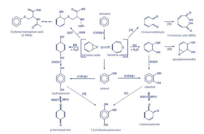 Figure 7. Metabolic pathway of benzene