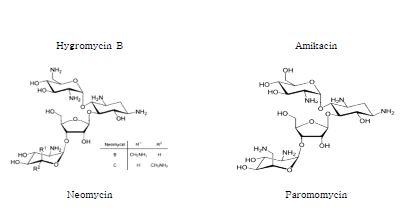 Fig. 6. Molecular structures of aminoglycosides