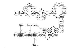 Fig. 2. Chemical structure of nisin molecule