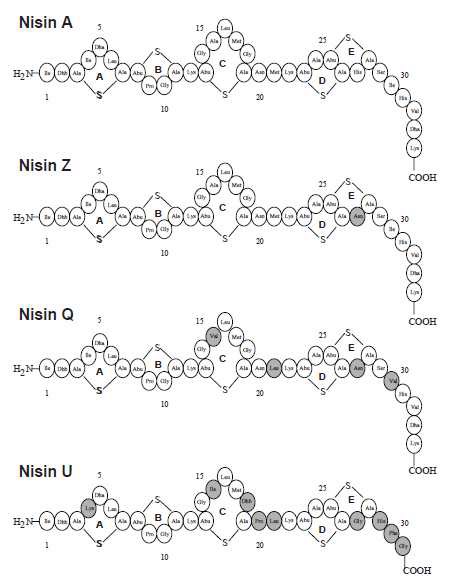 Fig. 3. Structures of nisin A, Z, Q, U form