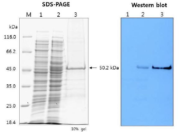 Fig. 7. Recombinant Amy797E protein