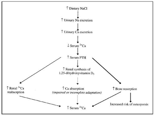 Figure 28. Proposed mechanism of osteoporosis according to high salt intake in postmenopause women