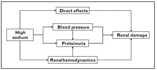 Figure 29. Proposed mechanism of renal damage by high salt intake