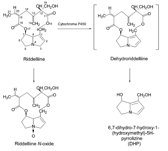 Fig. 2. Enzymatic hydroxylation and didehydropyrrolizidine products.