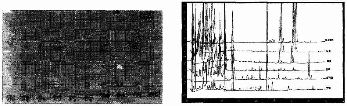 Fig. 5. TLC and HPLC chromatograms of comfrey cultivating in Korea