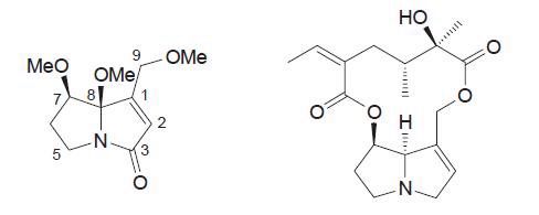 Fig. 7. Chemical structures of vulgarine and senecionine