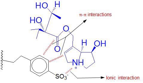 Fig. 15. Sorbent structure of Strata-X-C polymeric strong cation (SCX) cartridge