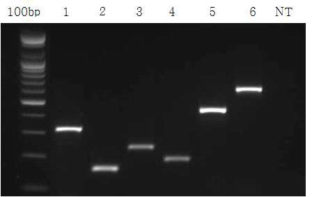 그림 7. 4종 바이러스의 단일 one-step RT-PCR 검출 결과
