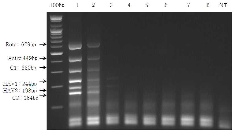 그림 15. Multiplex one-step RT-PCR 민감도