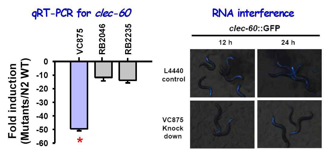 3종의 cytochrome P450 결손 토양선충에 병원성대장균을 감염시켰을 때 qRT-PCR을 이용한 clec-60 mRNA의 발현 (왼쪽) 및 GFP발현 토양선충을 이용한 clec-60 발현 (오른쪽) 검토