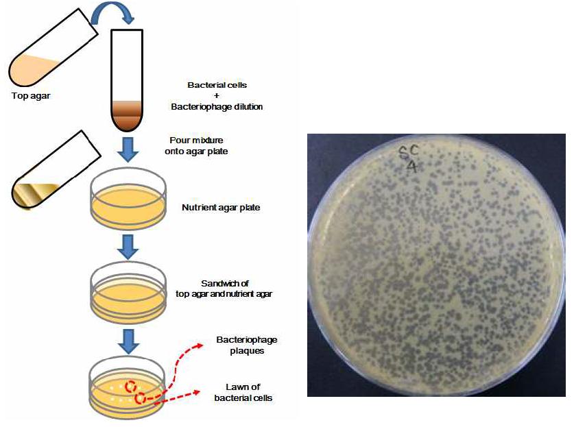 Top agar assay를 통한 plaque의 morphology 조사 실험 예