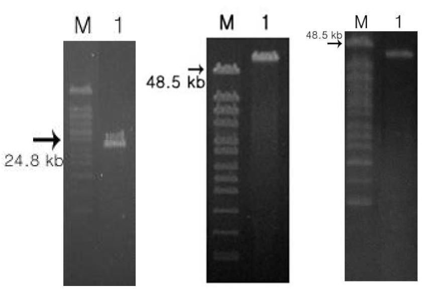 박테리오파지 유전체의 pulse-field gel electrophoresis 결과 예