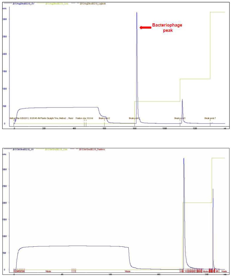 박테리오파지 STP-1 및 EK99P-1의 chromatography 정제 결과