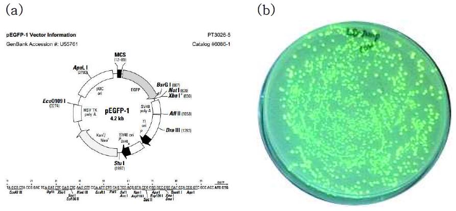 자연 상재균과의 구분을 위해 삽입한 GFP 플라스미드(a)와 GFP 삽입 E. coli O157:H7의 LB-ampicillin 배지 상 전형적 집락의 모습(b)