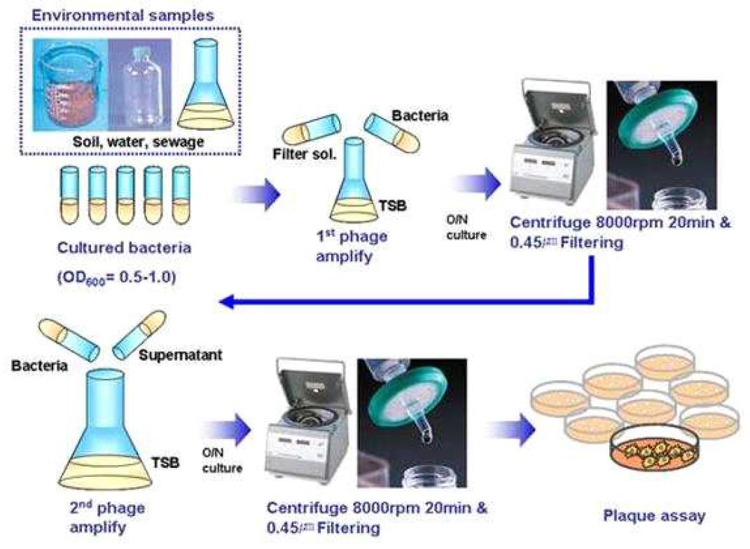 본 연구진이 보유한 박테리오파지 분리법 개략도
