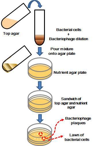 박테리오파지 순수분리에 사용하는 plaque assay 개략도