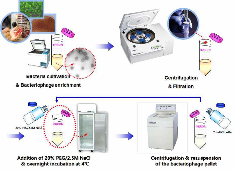박테리오파지의 PEG 침전에 기반한 정제공정 개략도