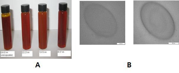 (A) Appearance of lycopene nanoemulsions prepared at different homogenization pressures. (B) TEM images of lycopene droplets in the nanoemulsions. Scale bars are (200 and 500 nm, respectively.