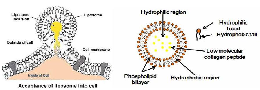 리포좀의 구조적 특징