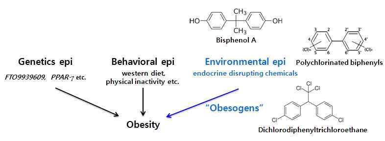비만 발달에 있어서 내분비 교란 물질의 중요성