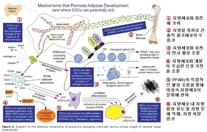 비만 발달에 있어 내분비 교란 물질의 생물학적 기전