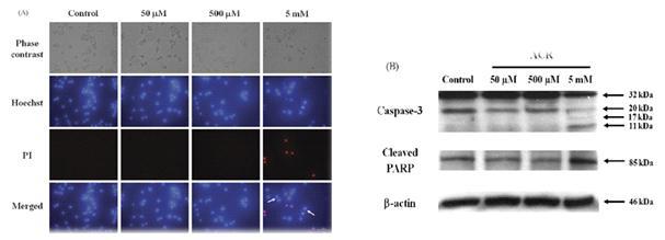 아크릴아마이드처리에 의한 apoptotic cell death 기전.