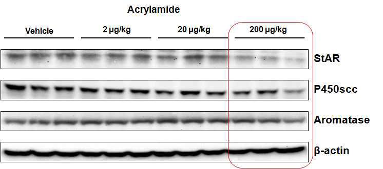 Reverse transcription-polymerase chain reaction (RT-PCR) analysis of steroidogenic-related genes expression levels in the testes of F1 BL6 mice after acrylamide exposure for 4 weeks.