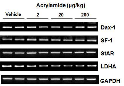 Reverse transcription-polymerase chain reaction (RT-PCR) analysis of sperm motility-related genes expression levels in the testes of F1 BL6 mice after 아크릴아마이드 exposure for 4 weeks.