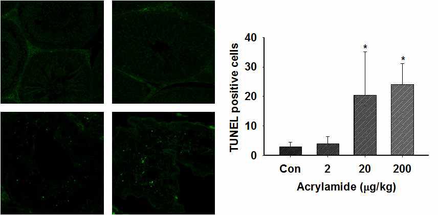 Apoptotic cell death using TUNEL assay in the testes of BL6 mice after acrylamide exposure for 4 weeks.