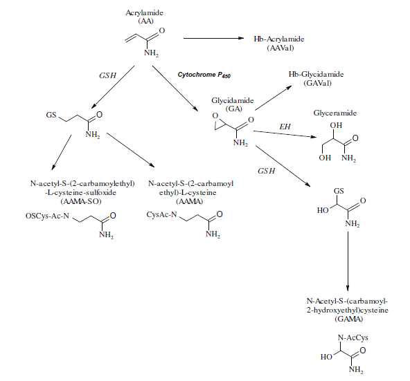 Major metabolic routes of acrylamide