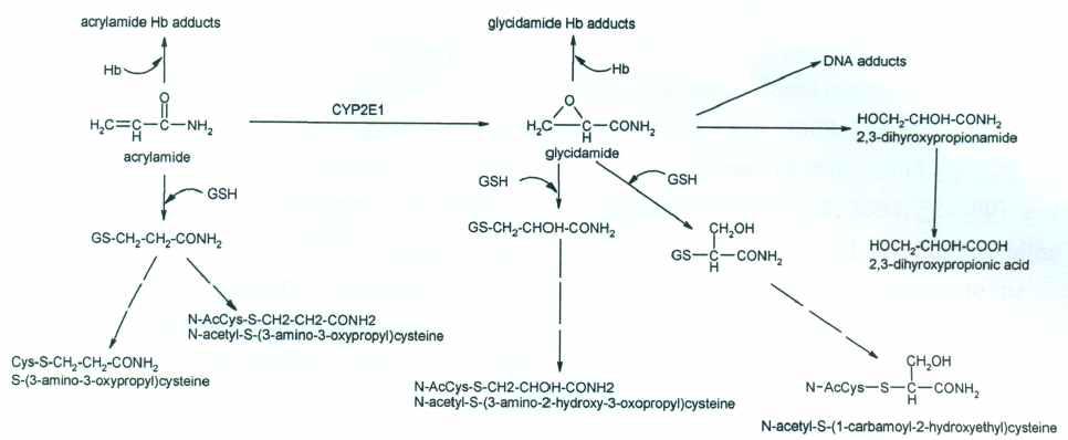 Metabolic scheme for acrylamide.