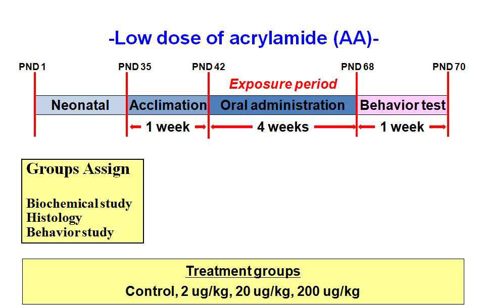 아크릴아마이드 투여기간 및 실험계획