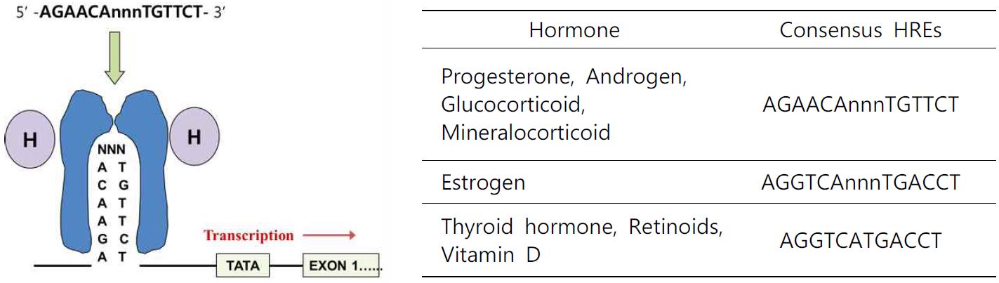 그림 1. 세포내 steroid hormone 작용 hormone responsive element 서열