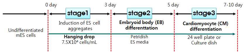 그림 8. 배아줄기세포 시험법(EST)의 심근세포 분화법