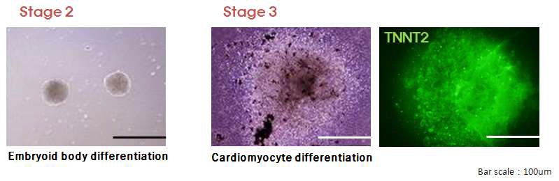 그림 9. Embryonic stem cells test를 이용한 배아줄기세포의 심근세포 분화 확인