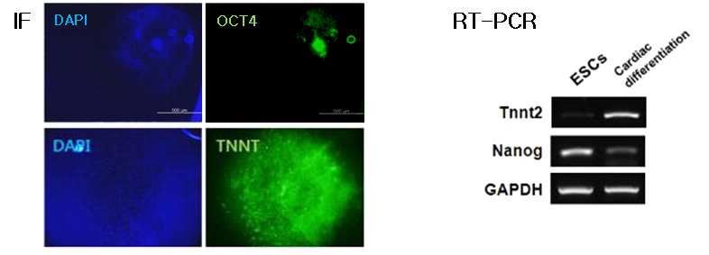 그림 10. Embryonic stem cells test를 이용한 배아줄기세포의 심근세포 분화 확인