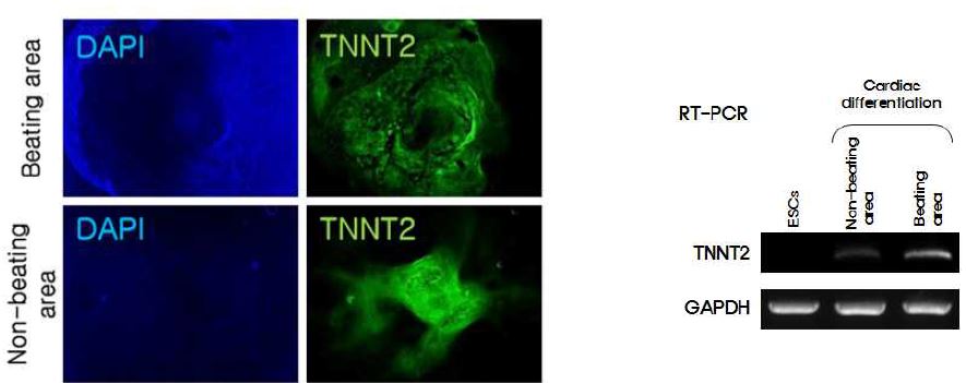 그림 11. 기능적 심근세포 분화 평가를 위한 TNNT 발현 평가