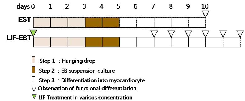 그림 14. 기능적 심근세포 분화능 조절 가능한 심근세포 분화법 수립을 위한 분화 조건