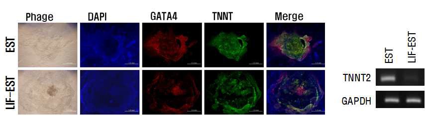 그림 16. 배아체 분화 조절에 따른 심근세포 지표 발현 평가