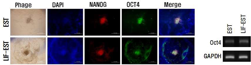 그림 17. 배아체 분화 조절에 따른 미분화 지표 발현 평가