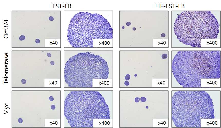 그림 19. 배아체 분화 조절에 따른 배아체의 미분화 지표 발현 평가