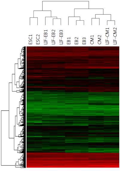 그림 20. 배아체 분화 조절에 따른 microarray 데이터의 모든 군간 heatmap