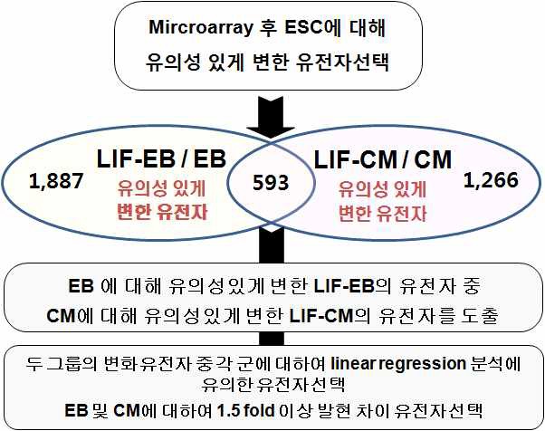 그림 22. 배아체 분화 조절에 따른 microarray 분석 모식도