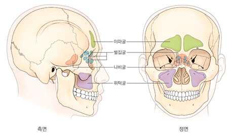 부비동의 해부학적 구조
