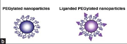 그림 7: 나노담체 중 하나인 PEGylation과 Ligand grafting