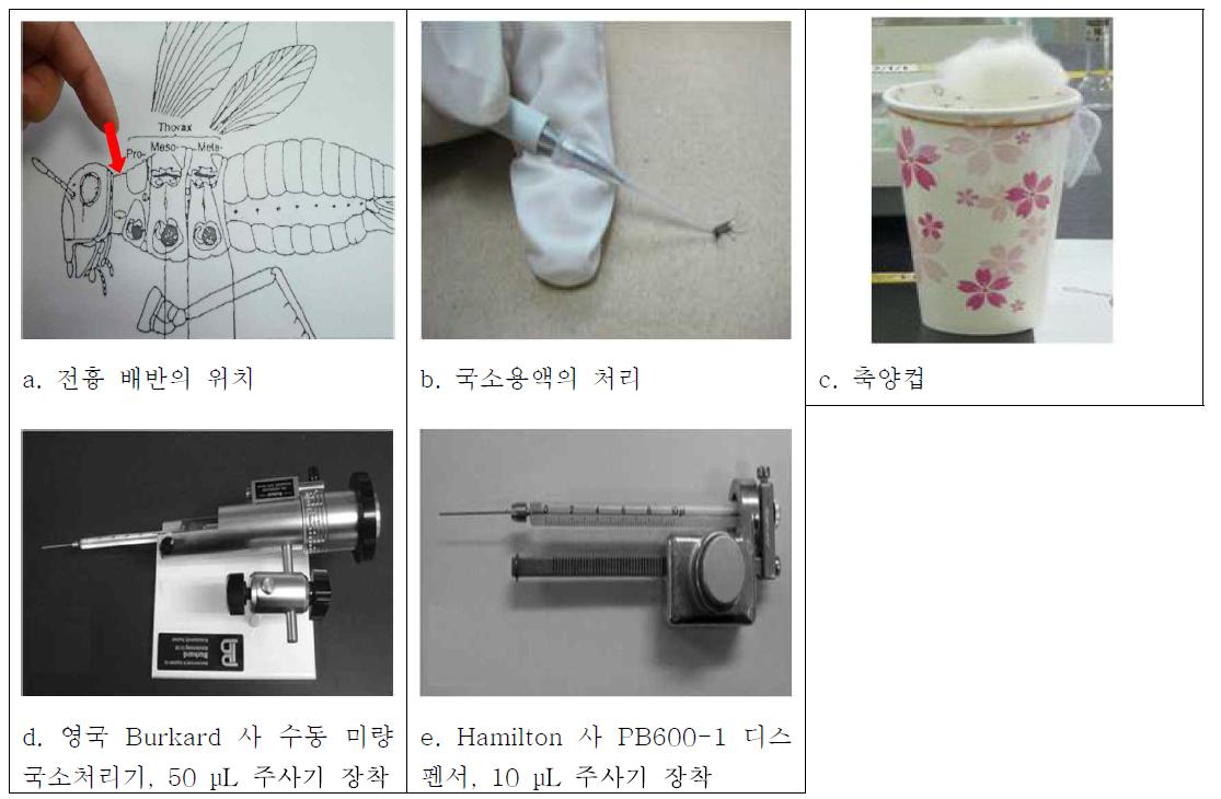 국소용액을 이용한 살충작용 시험