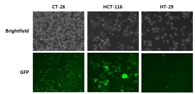 그림 1. 다양한 대장암세포주에서의 RCR-GFP 발현 확인
