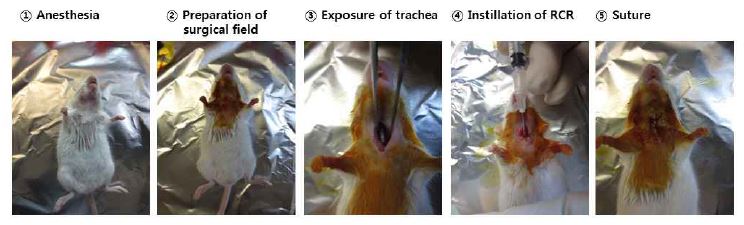 그림 6. 마우스에서의 기관 내 접종 (tracheal instillation) 방법