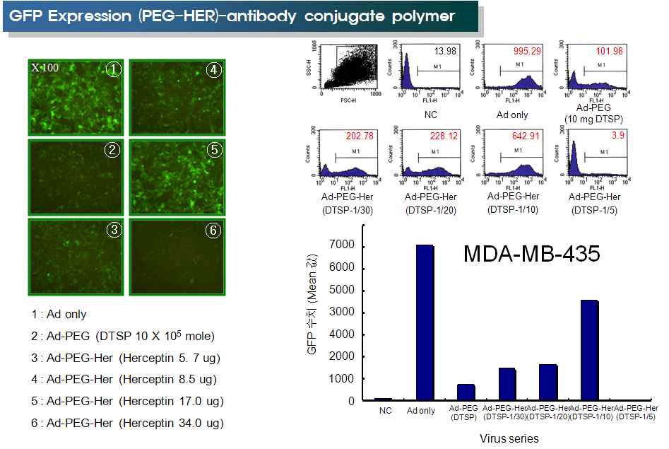 그림. 11 Her2/neu를 발현하는 세포에서 Ad/PEG-HER를 이용한 도입 효율 비교, 검증